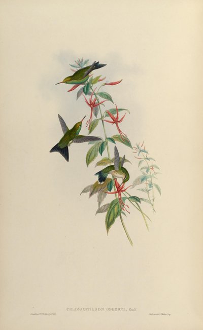 Chlorostilbon osberti = Chlorostilbon canivettii osberti by John Gould